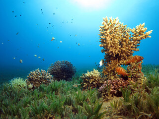 Naklejka na ściany i meble Blacktip groupers Epinephelus fasciatus on a hard coral in the seagrass meadow