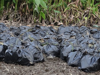 To protect the river environment, the garbage is put in black plastic bags and placed on the beach