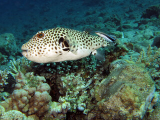 A Starry puffer Arothron stellatus being cleaned by a Bluestreak cleaner wrasse Labroides dimidiatus © Nina