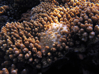 Skeletal anomaly disease on Acropora sp. coral © Nina