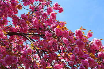 Billowy pink blossoms of a sakura cherry prunus tree with bronze red leaves in spring