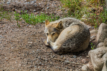 Wolf in Karakol zoo, Kyrgyzstan