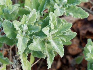 Sauge officinale crispée - Salvia officinalis 'Crispa'