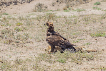 Trained eagle hunts a fox fur at an ethnofestival at the coast of Issyk Kul lake in Kyrgyzstan