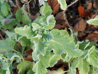 Fototapeta premium Sauge officinale crispée - Salvia officinalis 'Crispa' - Arbuste au feuillage duveteux, soyeux et gaufré vert de gris