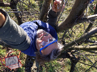 man pruning a tree