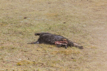 Dead goat used for playing kok boru (ulak tartysh), traditional horse game, with a goat carcass, at...