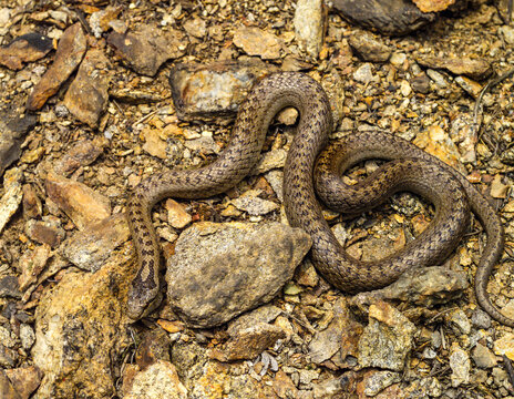 Smooth Snake, Coronella Austriaca