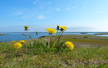 Taraxacum officinale dandelion coltsfoot flowers on green grass lawn, Iceland. Yellow flowers bloom...