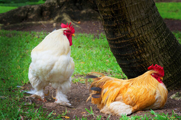 Close up of two large chickens in Nassau, Bahama