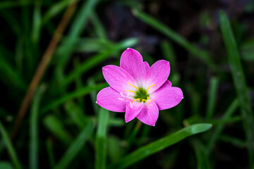 Fototapeta premium flower in the grass