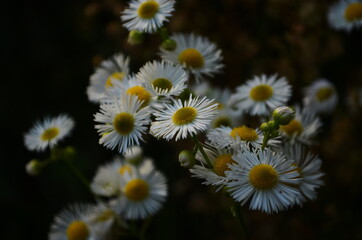 Fototapeta premium Chamomile field flowers border. Beautiful nature scene with blooming medical chamomilles in sun flare. Alternative medicine Spring Daisy.