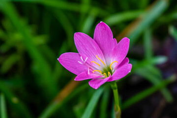 Fototapeta premium Pink Rain Lily flower background in bloom