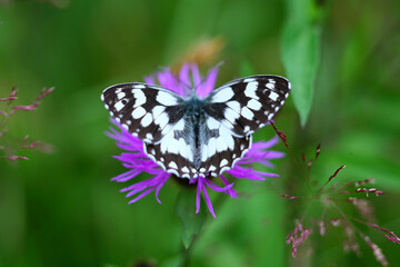 Polowiec szachownica (. Agapetes galathea) coraz rzadszy motyl letnich łąk i ugorów