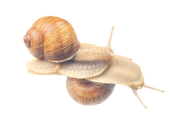 Helix pomatia. snails on transparent glass. mollusc and invertebrate. delicacy meat and gourmet food.