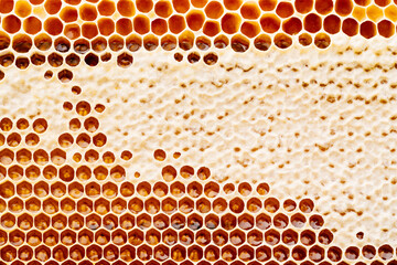 Background texture and pattern of a section of wax honeycomb from a bee hive filled with golden...