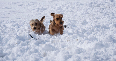 dog in snow