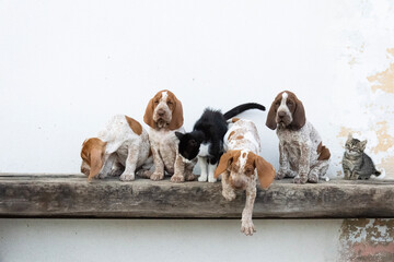 group of dogs