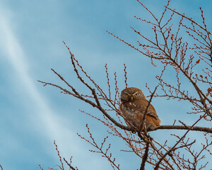 Owl looking at camera, standing on a branch.