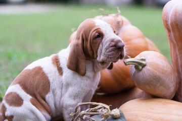 beagle dog portrait