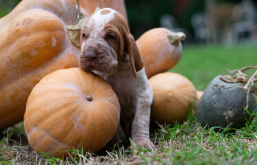 pumpkin and pumpkins