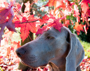 dog with flowers