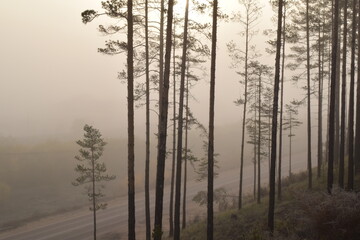 Morning fog by the road