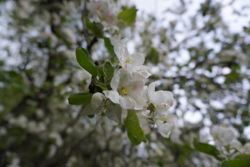 Apple blossoms and leaves on a tree during blooming season