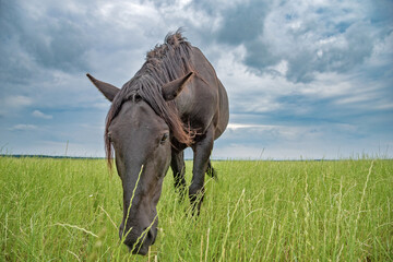 Fototapeta premium The horse grazes in the meadow in summer in cloudy weather.