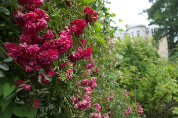 Blooming rose flowers in the garden