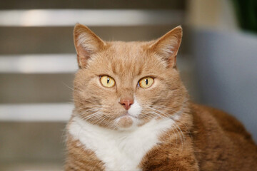 Tabby House Cat Portrait