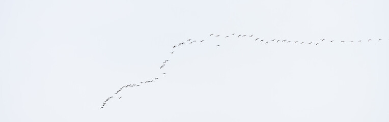 Zugvögel am Himmel, Gänze, Reiher, Weg nach Süden, Flugformation
