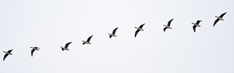 Zugvögel am Himmel, Gänse, Wildgänse in Formation, graugänse