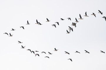 Wildgänse am Himmel, fliegende Gänse, Vogelwelt, Freiheit