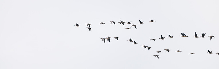 Gänseschar am Himmel, Flugformation, fliegende Wildgänse 