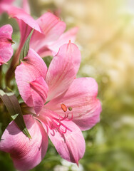 Close Up of a Pink Lily Flower