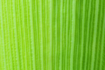 Green Corn leaf close up. Nature background