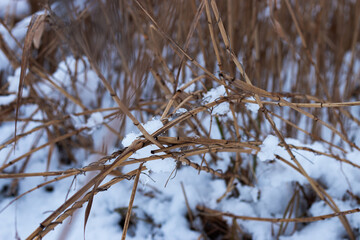 reeds in a frozen lake