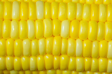 yellow corn as a background. macro