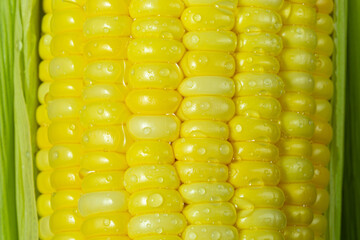 yellow corn as a background. macro