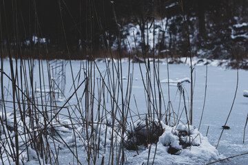 reeds in a frozen lake