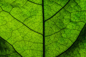 Rich green leaf texture see through symmetry vein structure, beautiful nature texture concept, copy space 