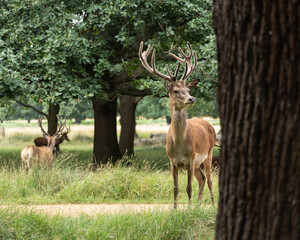 Stags Richmond Park London wilde life