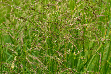 Fototapeta na wymiar Countryside meadow grass and wild field flowers