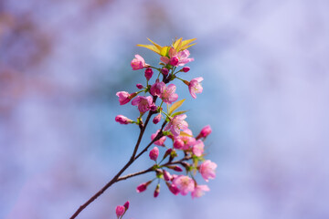 Branch of Prunus Kanzan cherry. Pink double flowers and green leaves in the blue sky background, close up. Prunus serrulata, flowering tree, called as Kwanzan, Sekiyama cherry, Japanese cherry, Sakura