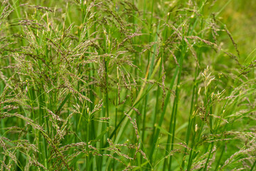Countryside meadow grass and wild field flowers