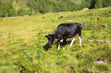 A black and white cow is grazing in an alpine meadow in the Italian Alps (Trentino, Italy, Europe)