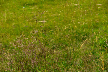Countryside meadow grass and wild field flowers