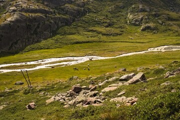 Fototapeta na wymiar Cows grazing are drinking in a stream in the italian Alps (Trentino, Italy, Europe)