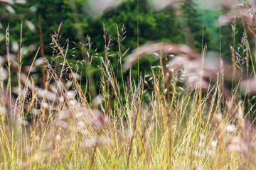 Countryside meadow grass and wild field flowers
